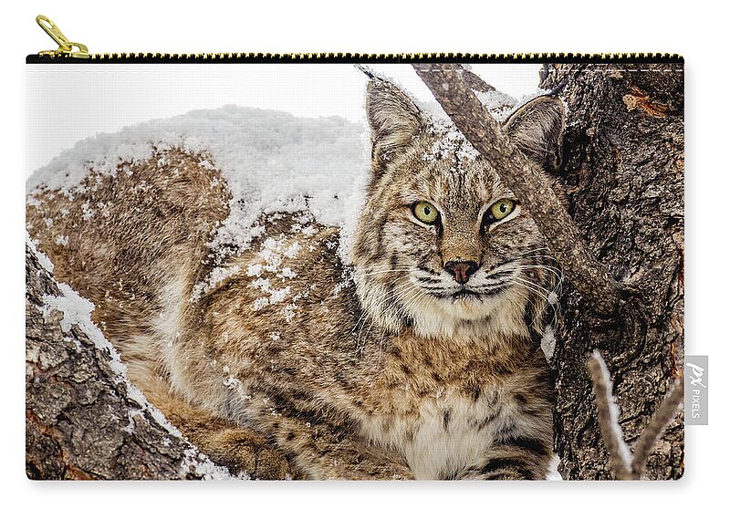 Categories Zip Pouch featuring the photograph Snowy Bobcat by Dawn Key