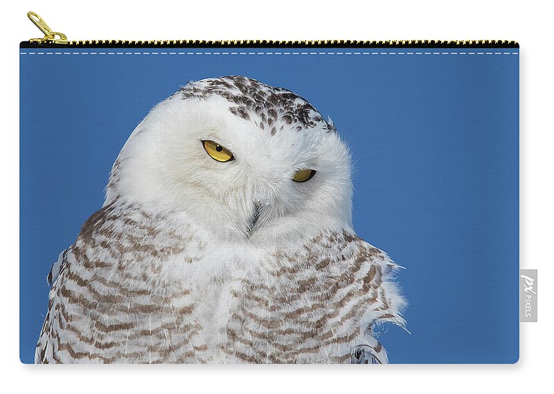 Art Zip Pouch featuring the photograph Snowy Owl Portrait by Mircea Costina Photography