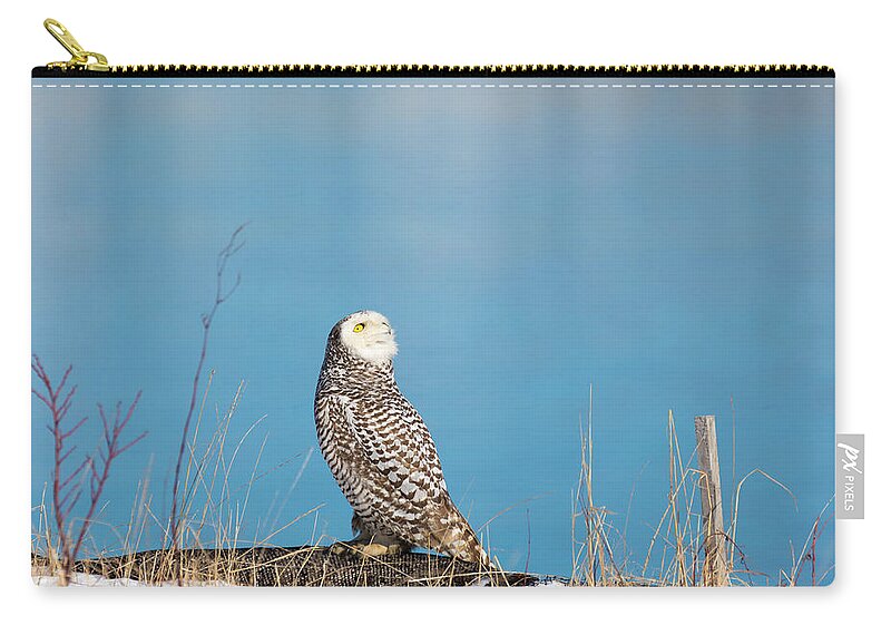 Snowy Owl Owls Snow Outside Outdoors Nature Natural Wild Life Wildlife Ornithology Birds Bird Birding Turn Around Turning Twisting Twist Watching Providence Ri Rhode Island Newengland New England Brian Hale Brianhalephoto Atlantic Ocean Zip Pouch featuring the photograph Snowy Watching a Plane by Brian Hale