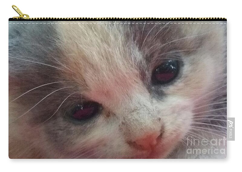 Soft Calico Kitten Zip Pouch featuring the photograph Soft Calico Kitten by Seaux-N-Seau Soileau