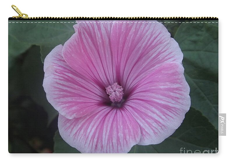 Mallow Zip Pouch featuring the photograph Soft Pink Lavatera by Lingfai Leung