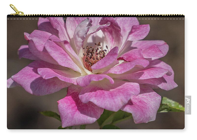 Florida Zip Pouch featuring the photograph Soft rose by Jane Luxton