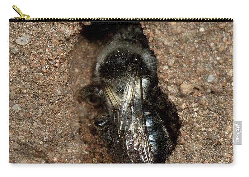 Solitary Bee Zip Pouch featuring the photograph Solitary Bee Andrena cinearia by Bob Kemp