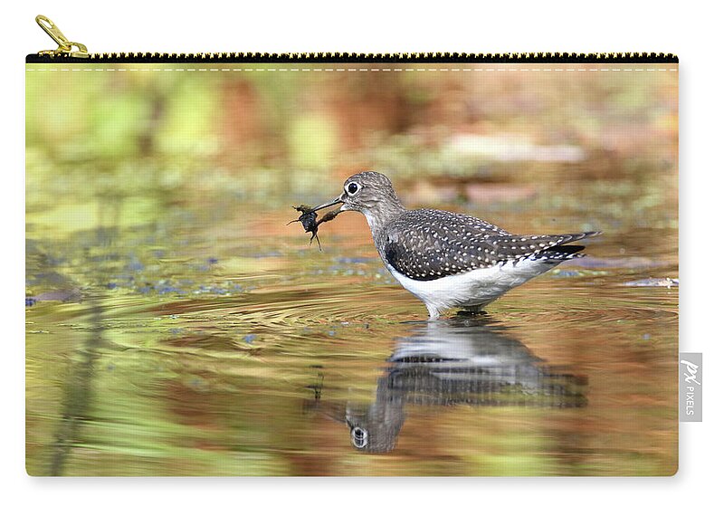 Solitary Sandpiper Zip Pouch featuring the photograph Solitary Sandpiper with Belostomatide by Brook Burling