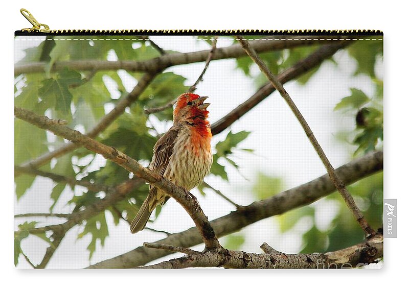 Mccombie Zip Pouch featuring the photograph Solo Act by J McCombie