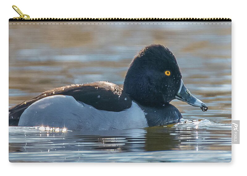 20170128 Zip Pouch featuring the photograph Solo Ring-Necked Duck by Jeff at JSJ Photography