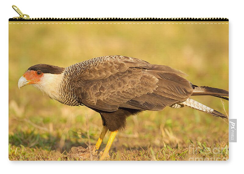 Bird Of Prey Zip Pouch featuring the photograph Southern Caracara by B.G. Thomson