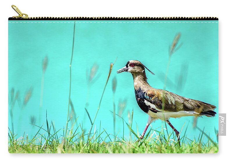 2016 Zip Pouch featuring the photograph Southern Lapwing by Randy Scherkenbach