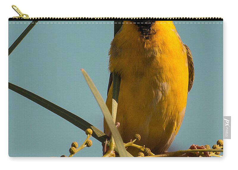 Bird Zip Pouch featuring the photograph Southern Masked Weaver by Claudio Maioli