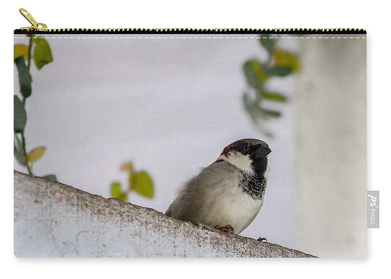 Sparrow Zip Pouch featuring the photograph Sparrow by Ramabhadran Thirupattur