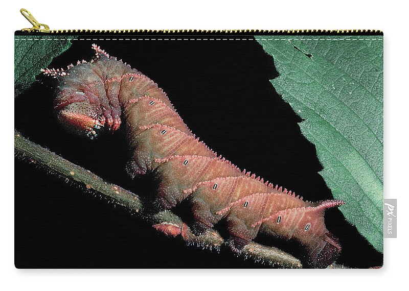Insects Carry-all Pouch featuring the photograph Sphinx Moth Caterpillar by Gary Shepard