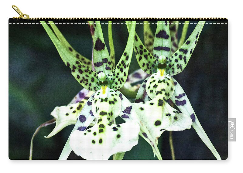 Orchid Zip Pouch featuring the photograph Spider Orchid Brassia by Heiko Koehrer-Wagner
