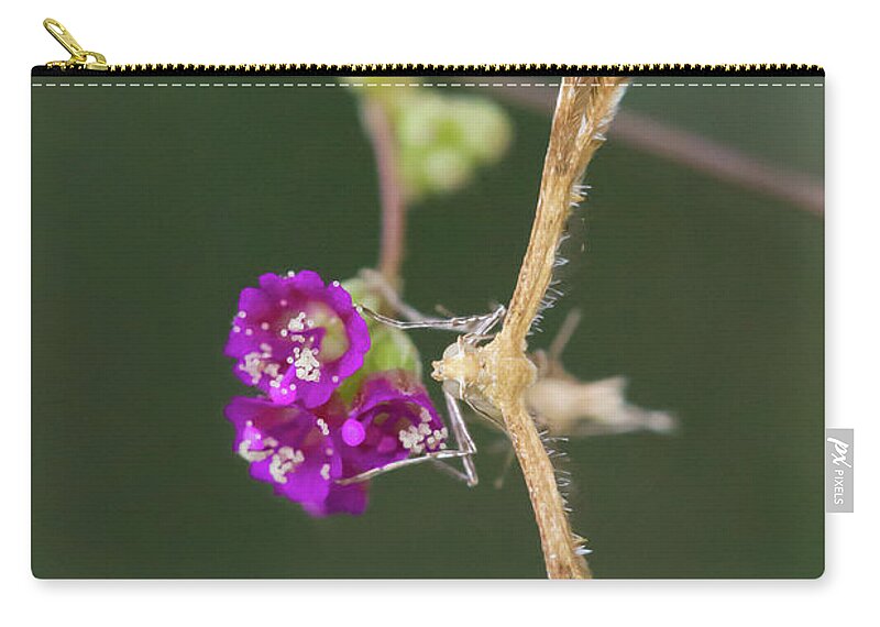 Moth Zip Pouch featuring the photograph Spiderling Plume Moth on Wineflower by Paul Rebmann