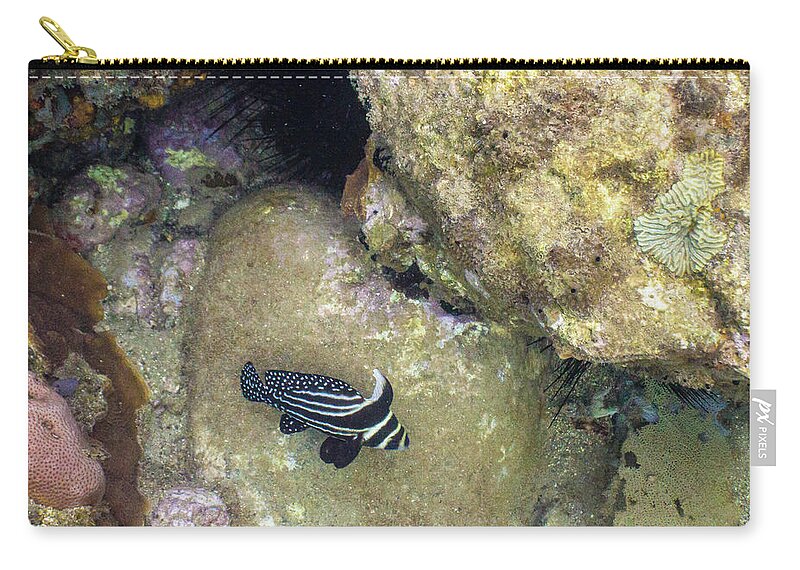 Ocean Carry-all Pouch featuring the photograph Spots and Stripes by Lynne Browne