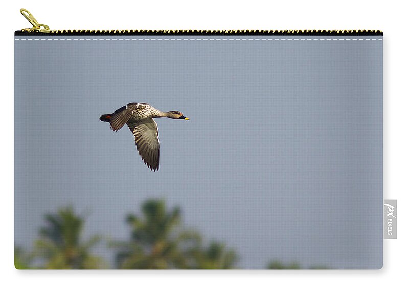 Bird Zip Pouch featuring the photograph Spot-billed duck - In Flight by Ramabhadran Thirupattur