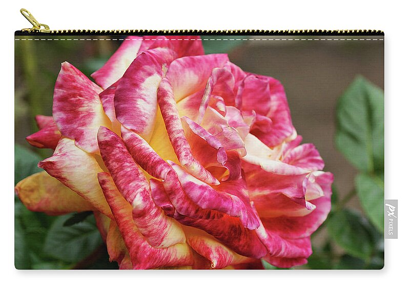 Rose Zip Pouch featuring the photograph Spotted Rose by Cate Franklyn