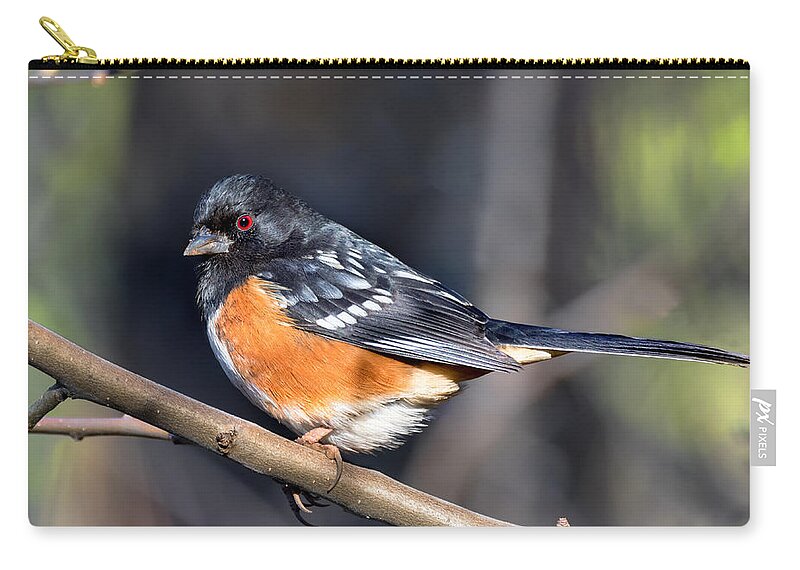 Spotted Towhee Zip Pouch featuring the photograph Spotted Towhee Portrait by Kathleen Bishop