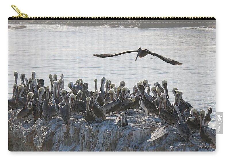 Wild Brown Pelican Zip Pouch featuring the photograph Spread Your Wings and Hope for the Best by Christy Pooschke