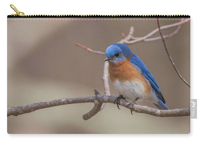 Bird Zip Pouch featuring the photograph Spring Bluebird by Jody Partin