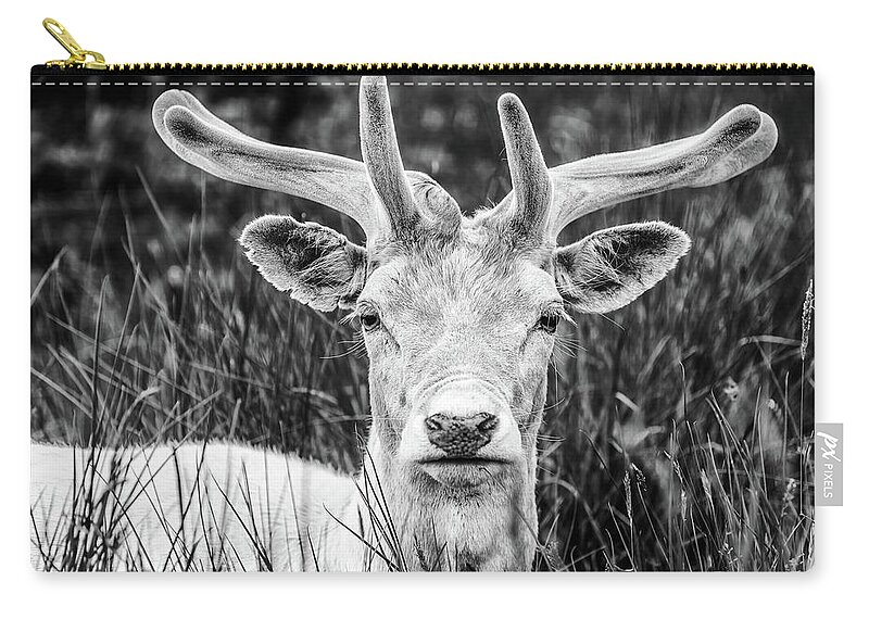 Spring Carry-all Pouch featuring the photograph Spring Deer by Nick Bywater