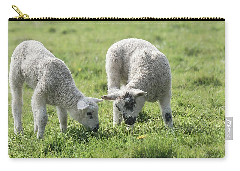 Spring Zip Pouch featuring the photograph Spring Lambs by Scott Carruthers