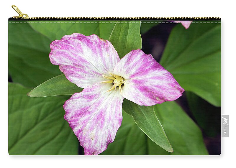 Flower Zip Pouch featuring the photograph Spring Trillium by Jeff Severson