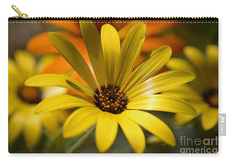 Yellow Daisies Zip Pouch featuring the photograph Springtime in the Desert by Deb Halloran