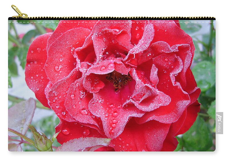 Roses Zip Pouch featuring the photograph Sprinkled Surprise by Anjel B Hartwell