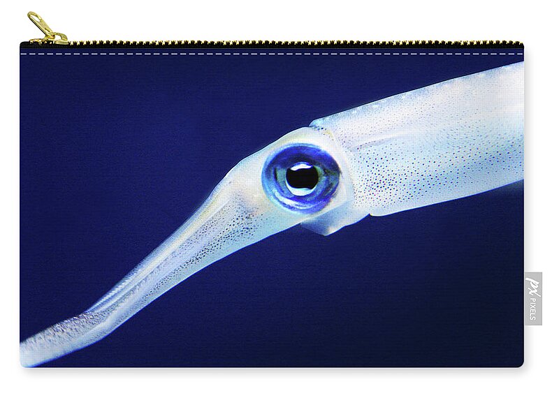 Squid Zip Pouch featuring the photograph Squid by Anthony Jones