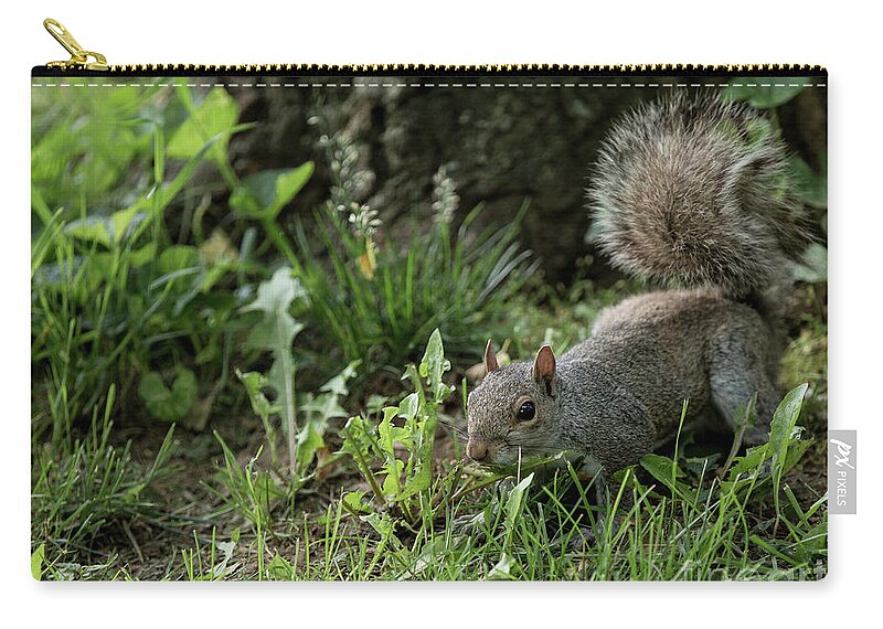 Ef70-200mm F/2.8 Is Usm Zip Pouch featuring the photograph Squirrel by Agnes Caruso