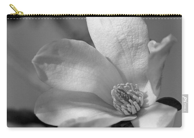 Greeting Card Zip Pouch featuring the photograph Star Magnolia in black and white by Suzanne Gaff