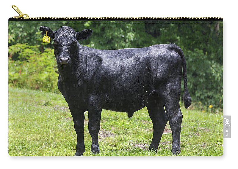 Steer Zip Pouch featuring the photograph Staring Steer by D K Wall
