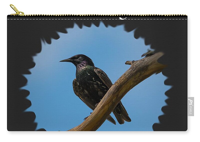 Starling Zip Pouch featuring the photograph Starling  by Holden The Moment