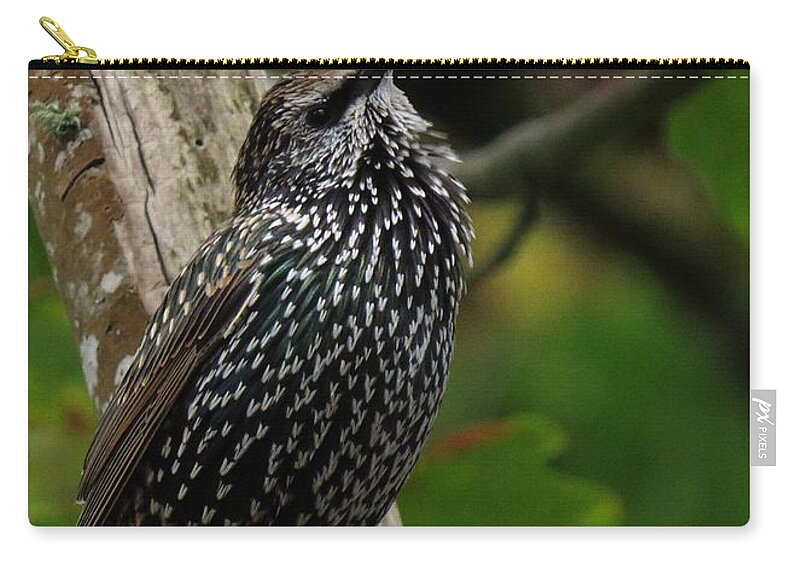 Nw Bird Zip Pouch featuring the photograph Starling Pride by I'ina Van Lawick