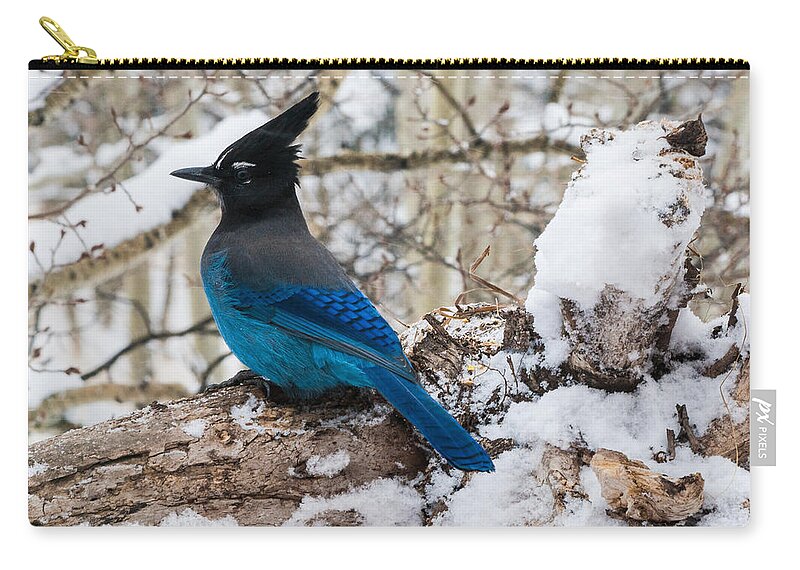 Steller's Jay Zip Pouch featuring the photograph Steller's Jay in Winter by Mindy Musick King