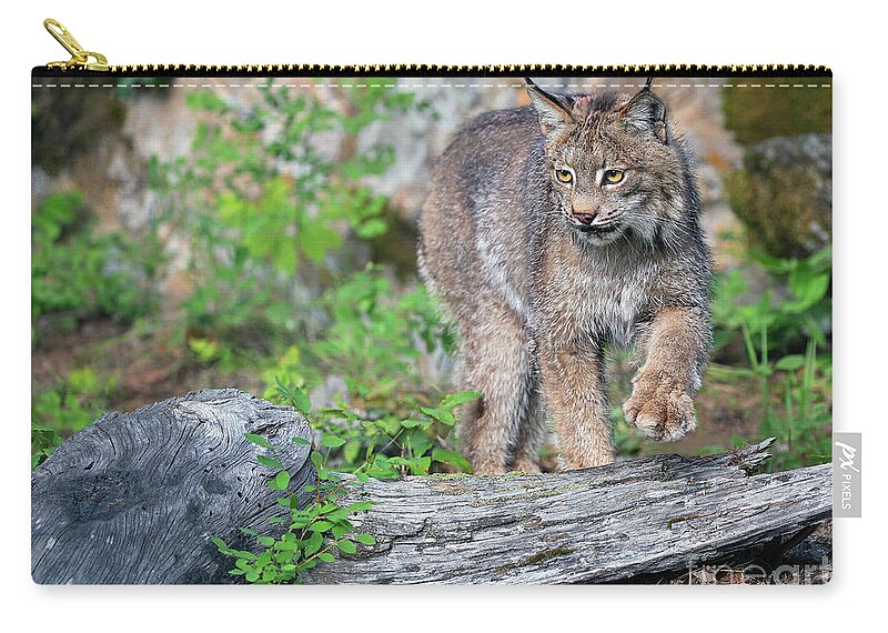 Canada Lynx Zip Pouch featuring the photograph Stepping Out by Art Cole