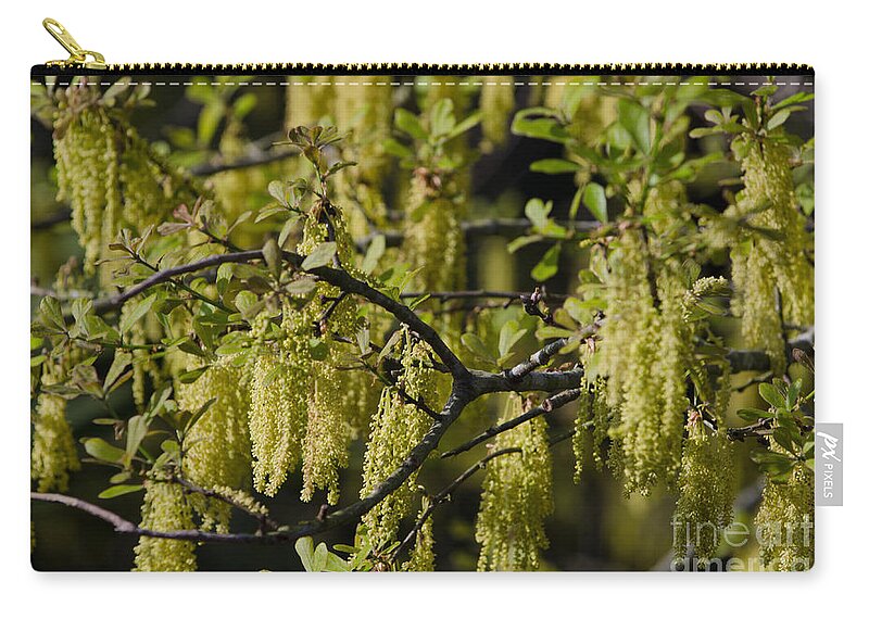 Oak Pollen Zip Pouch featuring the photograph Sticks Like Glue by Dale Powell