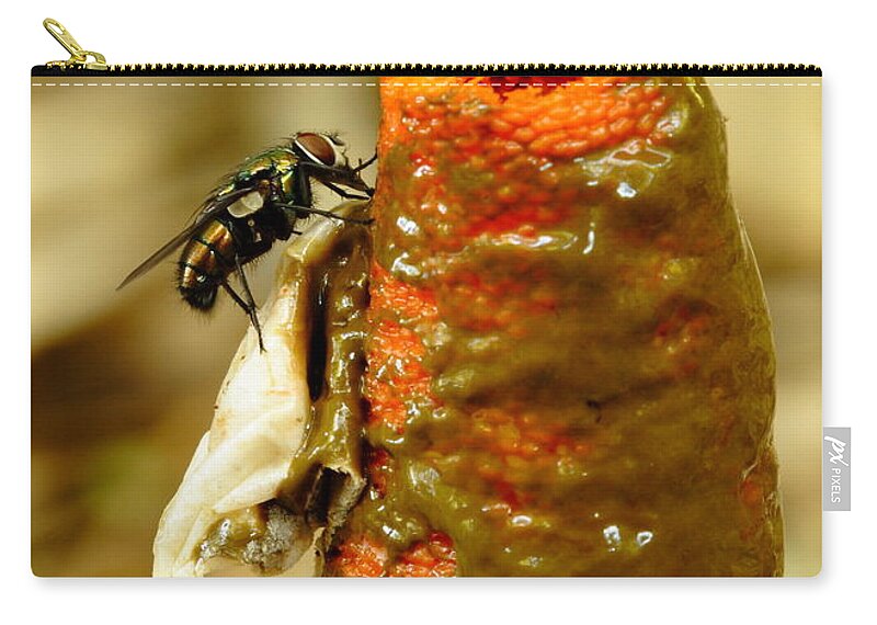 Mutinus Elegans Zip Pouch featuring the photograph Tip Of Stinkhorn Mushroom With Fly by Daniel Reed