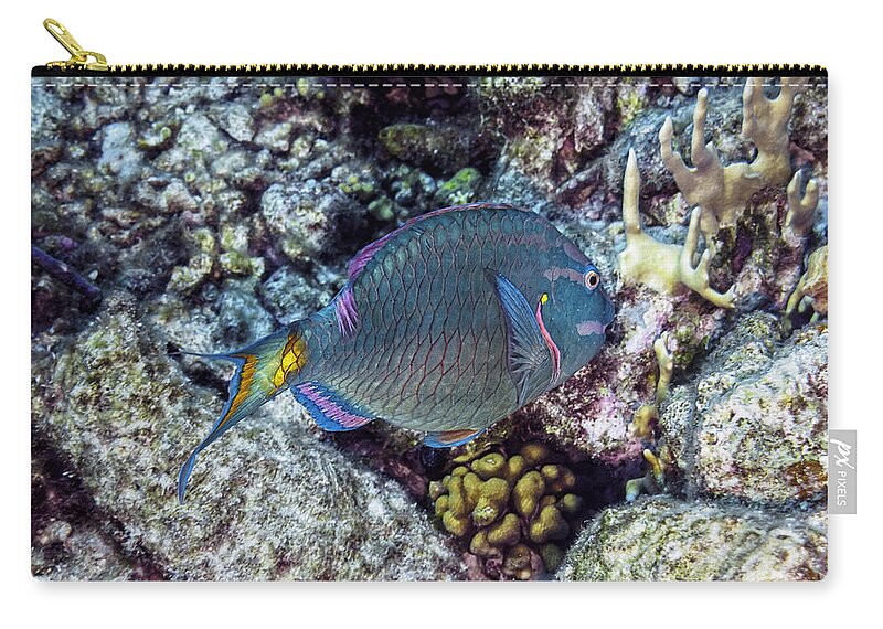Stoplight Parrotfish Carry-all Pouch featuring the photograph Stoplight Parrotfish Terminal Phase by Perla Copernik