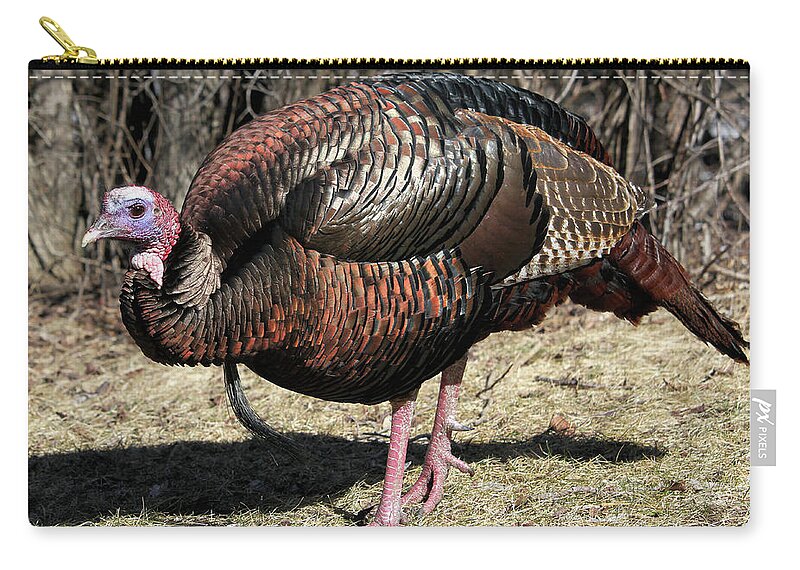 Wild Turkey Zip Pouch featuring the photograph Strutting by Doris Potter