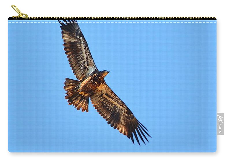 Bird Zip Pouch featuring the photograph Sub-Adult Soaring by Harry Moulton