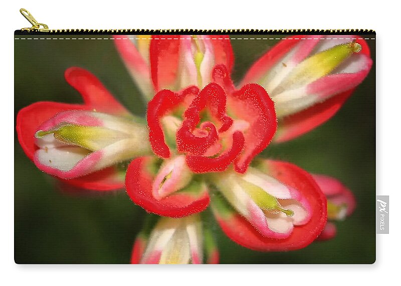 Indian Paintbrush Zip Pouch featuring the photograph Sugar Frosted Paintbrush by Lucy VanSwearingen