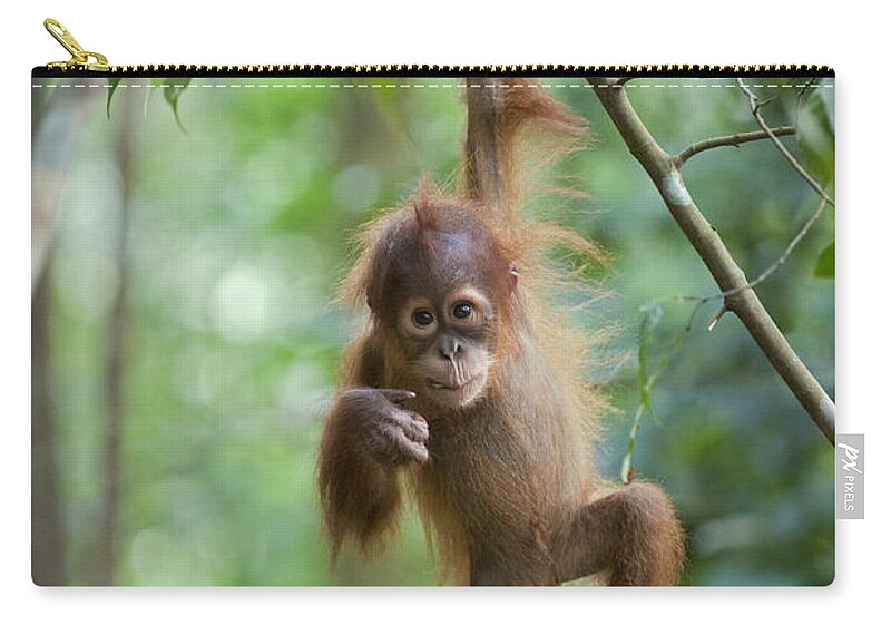 Mp Zip Pouch featuring the photograph Sumatran Orangutan Pongo Abelii One by Suzi Eszterhas