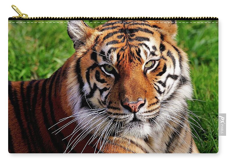 Sumatran Zip Pouch featuring the photograph Sumatran Tiger by Bill Dodsworth