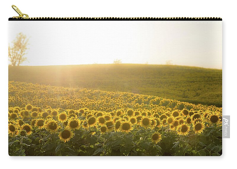 Sunflower Zip Pouch featuring the photograph Sun Flowers by Ryan Heffron
