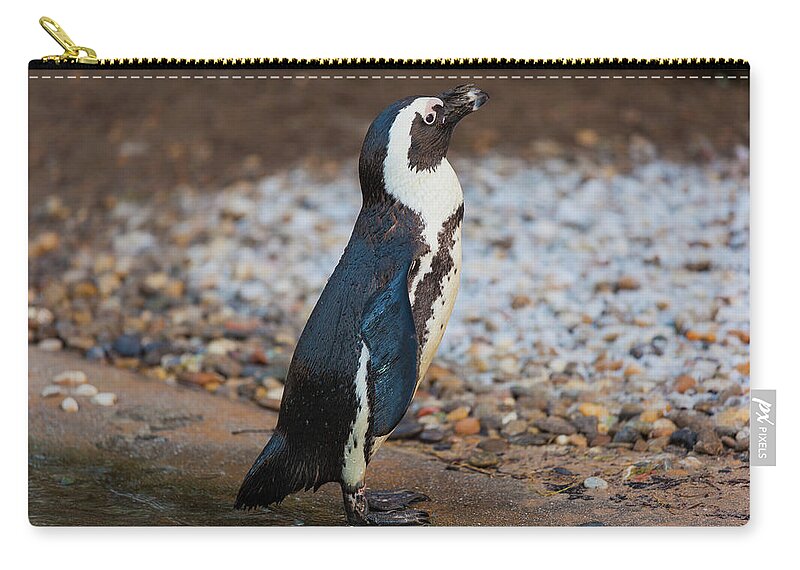 Animal Zip Pouch featuring the photograph Sunbathing penguin by Tim Abeln