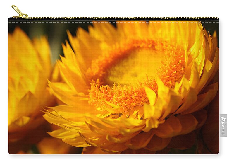 Strawflower Zip Pouch featuring the photograph Sunburn by Connie Handscomb
