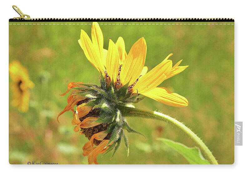 Sunflower Zip Pouch featuring the photograph Sunflower 184 Double Bloom by Kae Cheatham