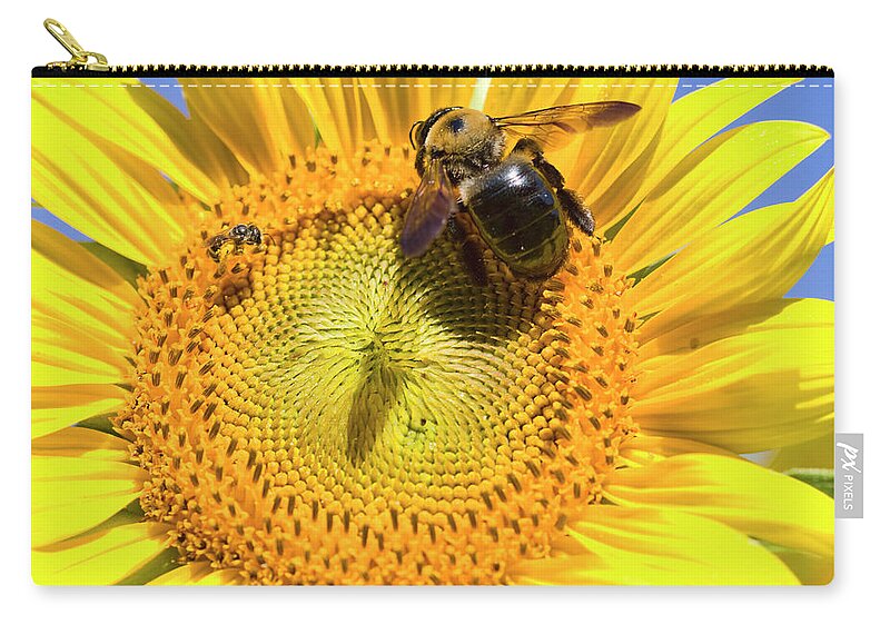 Sunflower Zip Pouch featuring the photograph Sunflower and Bumble Bee Macro by Kathy Clark