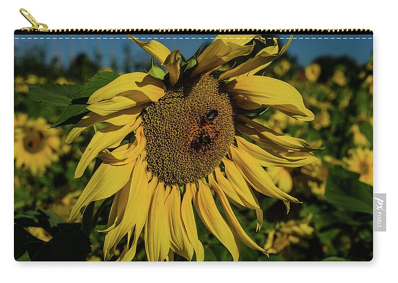 Winterpacht Zip Pouch featuring the photograph Sunflower Fields and Bees by Miguel Winterpacht